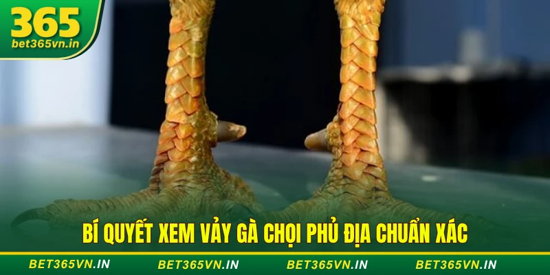 Bí Quyết Xem Vảy Gà Chọi Hay - 5 Loại Vảy Quý Nên Biết 3 Bí quyết xem vảy gà chọi phủ địa