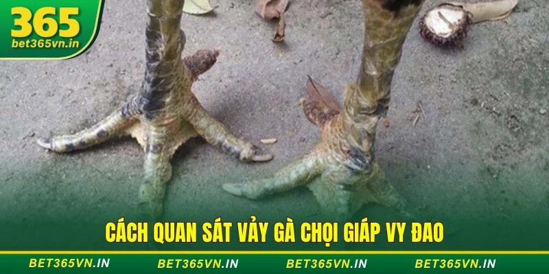 Bí Quyết Xem Vảy Gà Chọi Hay - 5 Loại Vảy Quý Nên Biết 4 Cách quan sát vảy gà chọi giáp vy đao