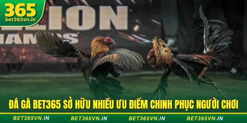 Đá gà BET365 sở hữu nhiều ưu điểm chinh phục người chơi