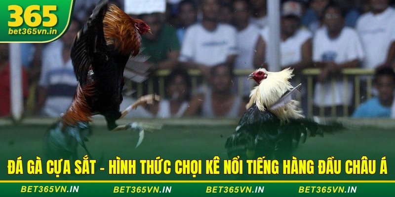 Đá gà cựa sắt - Hình thức chọi kê nổi tiếng hàng đầu châu Á