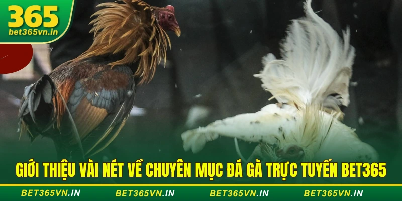 Giới thiệu vài nét về chuyên mục đá gà trực tuyến BET365