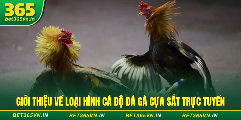 3 Thời Điểm Vàng Để "Lật Kèo" Trong Một Trận Đá Gà Cựa Sắt 2 loại hình cá độ đá gà cựa sắt trực tuyến