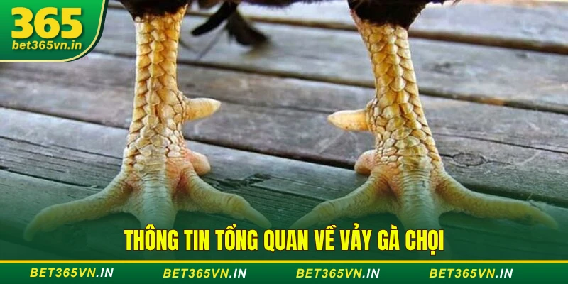 Bí Quyết Xem Vảy Gà Chọi Hay - 5 Loại Vảy Quý Nên Biết 2 về vảy gà chọi