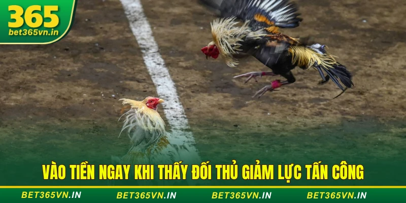3 Thời Điểm Vàng Để "Lật Kèo" Trong Một Trận Đá Gà Cựa Sắt 3 Vào tiền ngay khi thấy đối thủ giảm lực tấn công