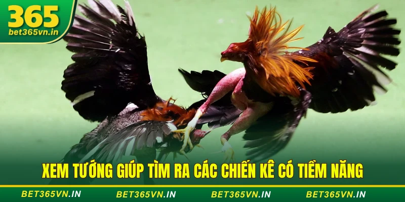 Xem Tướng Gà Đá - Nhìn Mạng, Tông Dòng, Dáng Đi Siêu Chuẩn 2 Xem tướng giúp tìm ra các chiến kê có tiềm năng